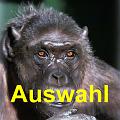 A  Auswahl